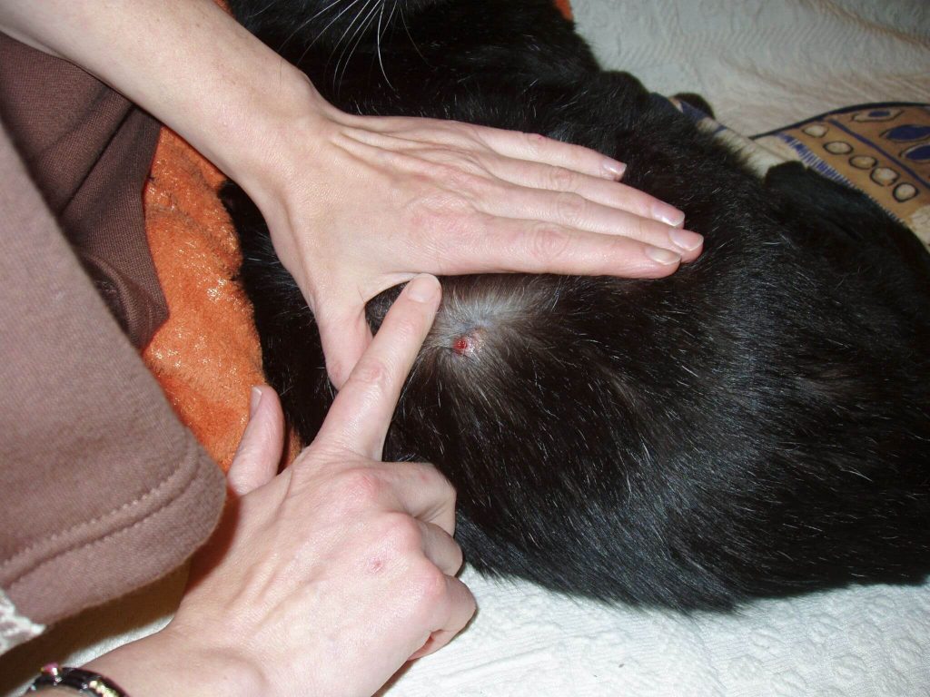 Ein schwarzer Kater auf dem Schoß einer Frau. Sie scheitelt ein wenig das Fell auf dem Rücken des Tieres. Ein roter Fleck (das durchbrechende Fibrosarkom) ist zu sehen.