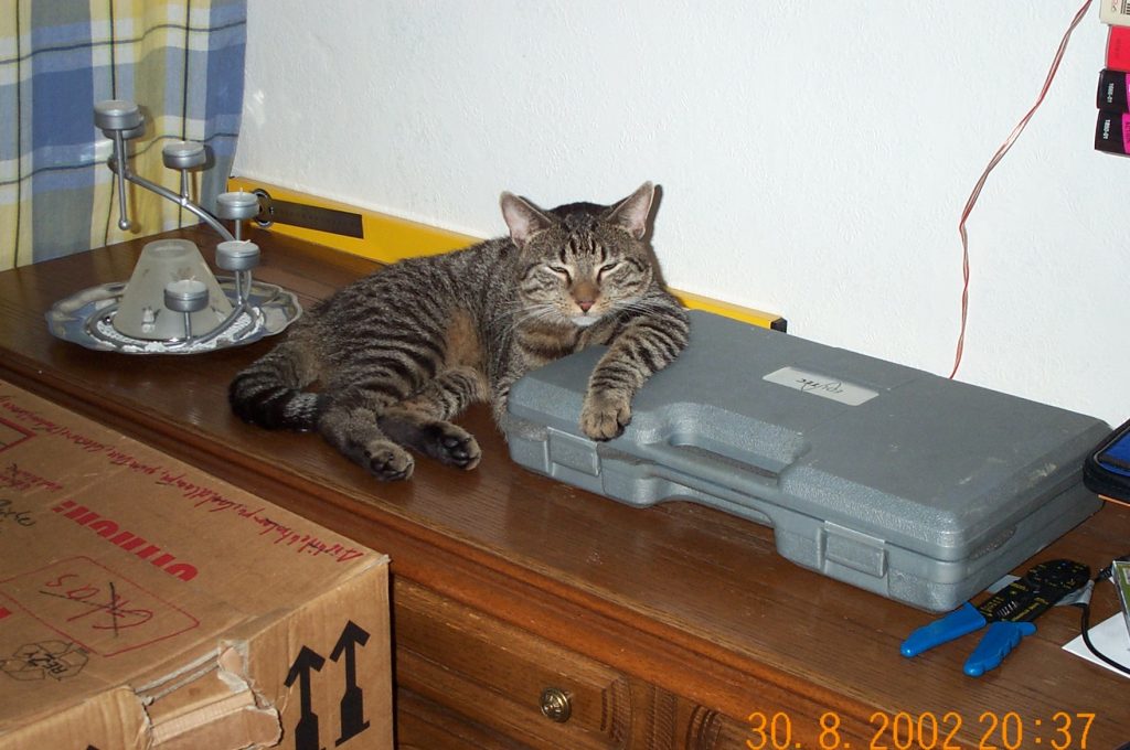 Kater Flummi liegt auf dem Sideboard und lehnt lässig mit einer Vorderpfote auf einem Werkzeugkasten