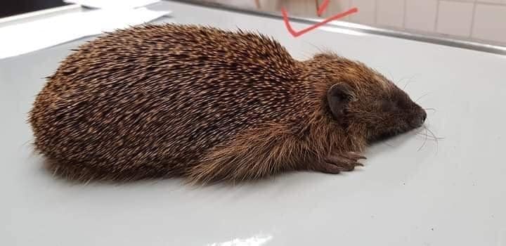 Igel mit gesenktem Kopf und typischem Hungerknick im Rücken, liegt auf hellem Untergrund