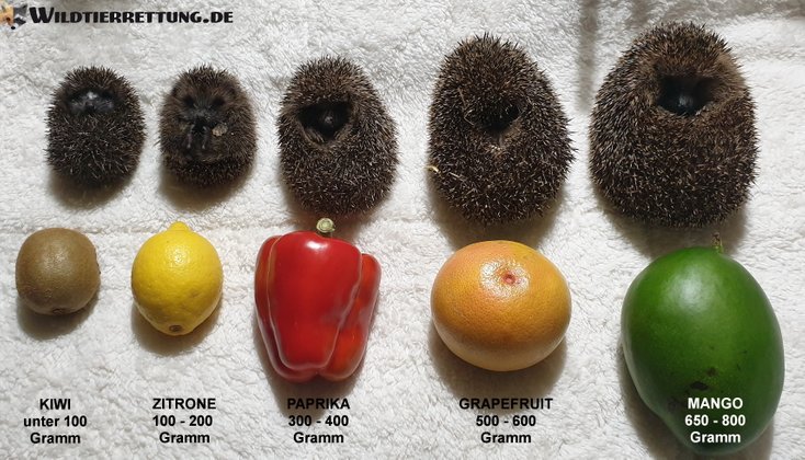 Fünf Igel in aufgerollter Haltung, jeweils über einer Frucht platziert: Kiwi, Zitrone, Paprika, Grapefruit, Mango, zur Abschätzung ihres Gewichts von unter 100 bis 650-800 Gramm.
